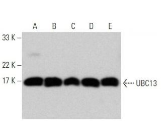 UBC13 Antibody (F-10) - Western Blotting - Image 358721 