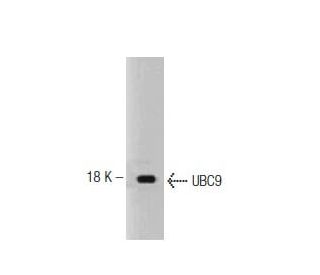UBC9 Antibody (50) - Western Blotting - Image 127515