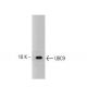 UBC9 Antibody (50) - Western Blotting - Image 127515