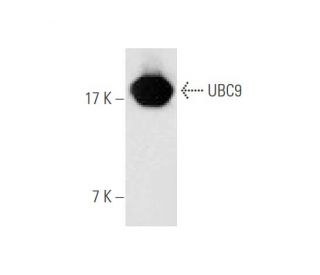 UBC9 Antibody (67AT1273.95.90) - Western Blotting - Image 56967 