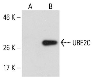 UBE2C Antibody (B-12) - Western Blotting - Image 127875 