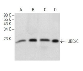 UBE2C Antibody (B-8) - Western Blotting - Image 358051 