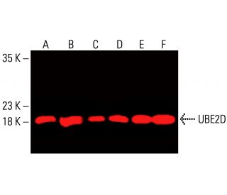 UBE2D Antibody (C-6) - Western Blotting - Image 416219 