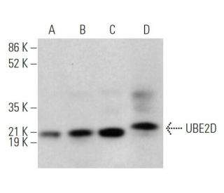 UBE2D Antibody (F-6) - Western Blotting - Image 374189 