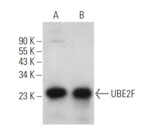 UBE2F Antibody (C-11) - Western Blotting - Image 366182