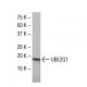 UBE2G1 Antibody (G-832) - Western Blotting - Image 33990 