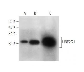 UBE2G1 Antibody (H-2) - Western Blotting - Image 312014 