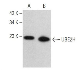 UBE2H Antibody (E-3) - Western Blotting - Image 379007 
