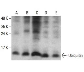 Ubiquitin Antibody (A-5) - Western Blotting - Image 390067 