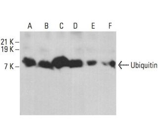 Ubiquitin Antibody (P4G7) - Western Blotting - Image 362878 