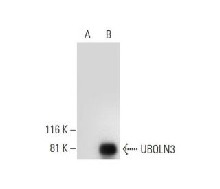 UBQLN3 Antibody (B-4) - Western Blotting - Image 297019