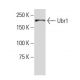 Ubr1 Antibody (24-Z) - Western Blotting - Image 33997