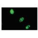 Ubr4 Antibody (21-Y) - Immunofluorescence - Image 67394