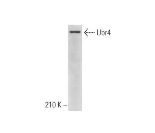 Ubr4 Antibody (21-Y) - Western Blotting - Image 324559Each CRISPR/Cas9 Knockout (KO) Plasmid product consists of a pool of 3 plasmids designed to ensure identification and cleavage of a specific gene for maximum knockout efficiency. Each plasmid encodes a unique 20 nt sequence derived from the GeCKO (v2) library.