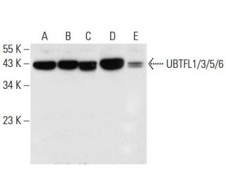 UBTFL1/3/5/6 Antibody (F-4) - Western Blotting - Image 308407 