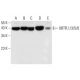 UBTFL1/3/5/6 Antibody (F-4) - Western Blotting - Image 308407 