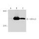 UCH-L3 Antibody (ZE-17) - Western Blotting - Image 21244