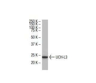 UCH-L3 Antibody (ZE-17) - Western Blotting - Image 33716 