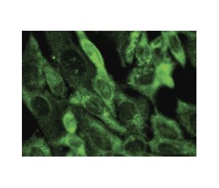 UCK1 Antibody (E-9) - Immunofluorescence - Image 149805 