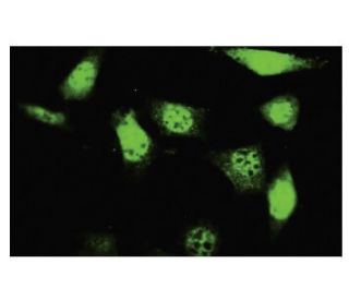 UCKL1 Antibody (SY-16) - Immunofluorescence - Image 35624 