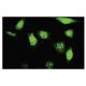 UCKL1 Antibody (SY-16) - Immunofluorescence - Image 35624 