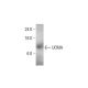 UCMA Antibody (H-2) - Western Blotting - Image 348630