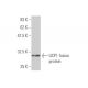UCP1 Antibody (4E5) - Western Blotting - Image 348871 