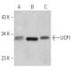 UCP1 Antibody (4E5) - Western Blotting - Image 366613