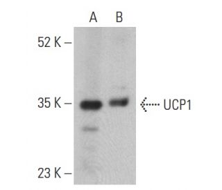UCP1 Antibody (E-6) - Western Blotting - Image 399465 