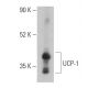 UCP1 Antibody (E-6) - Western Blotting - Image 399464