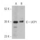 UCP1 Antibody (E-6) - Western Blotting - Image 399465 