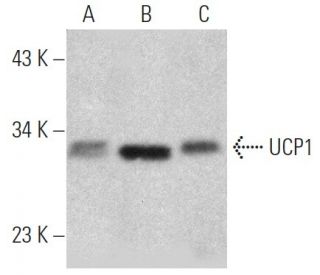 UCP1 Antibody (4E5) - Western Blotting - Image 366613 