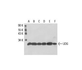 UDG Antibody (k1C12) - Western Blotting - Image 17559 