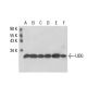 UDG Antibody (k1C12) - Western Blotting - Image 17559 