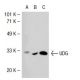 UDG Antibody (k1C12) - Western Blotting - Image 38818