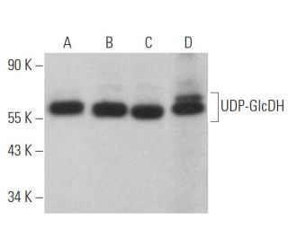 UDP-GlcDH Antibody (B-1) - Western Blotting - Image 366911