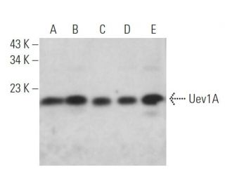 Uev1A Antibody (H-6) - Western Blotting - Image 367561 