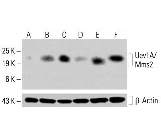 Uev1A/Mms2 Antibody (F-11) - Western Blotting - Image 414959 