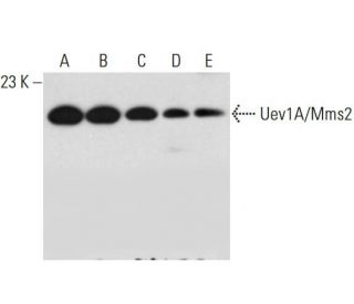 Uev1A/Mms2 Antibody (G-6) - Western Blotting - Image 320454 