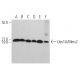 Uev1A/Mms2 Antibody (G-6) - Western Blotting - Image 367058 