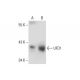 UFD1 Antibody (E-4) - Western Blotting - Image 131330