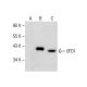 UFD1 Antibody (E-9) - Western Blotting - Image 282621
