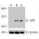 UFD1 Antibody (E-9) - Western Blotting - Image 414926