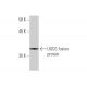 UGCG Antibody (1E5) - Western Blotting - Image 348872