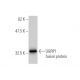 UGRP1 Antibody (1B2) - Western Blotting - Image 350329