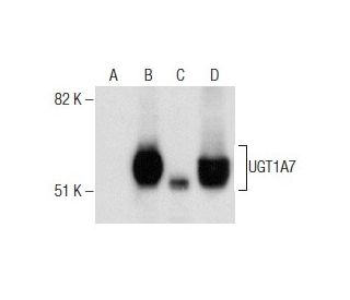 UGT1A Antibody (B-4) - Western Blotting - Image 282101 
