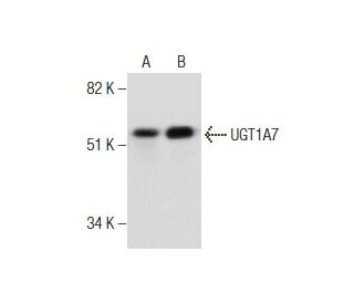 UGT1A7 Antibody (B-12) - Western Blotting - Image 282022