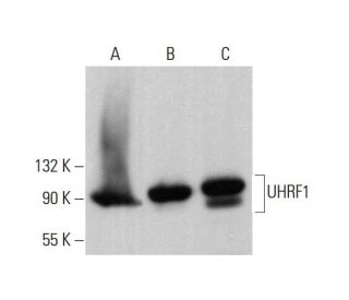 UHRF1 Antibody (H-8) - Western Blotting - Image 380755