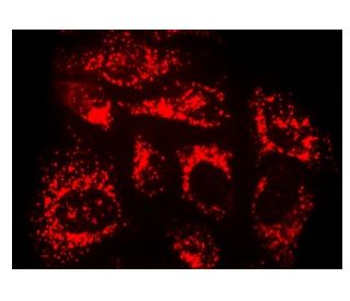 ULBP1 Antibody (3F1) - Immunofluorescence - Image 142906 