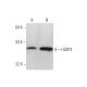 ULBP3 Antibody (D-1) - Western Blotting - Image 290818 